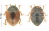 Scymnus nubilus